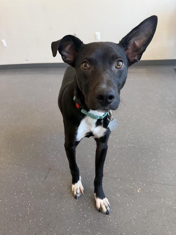 Jericho, an adopted mixed breed in Truckee, CA image 4/4