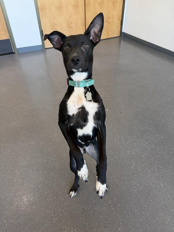 Jericho, an adopted mixed breed in Truckee, CA image 3/4