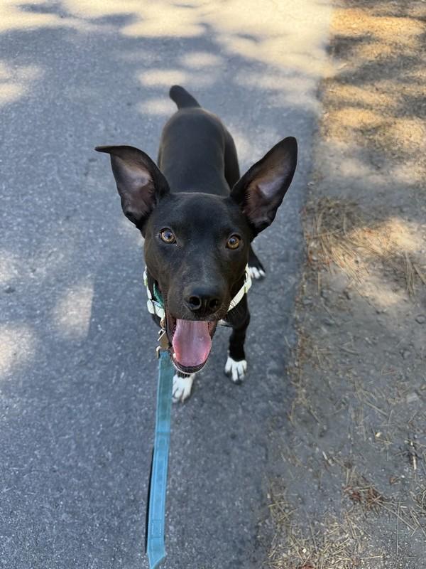 Jericho, an adopted mixed breed in Truckee, CA image 1/4