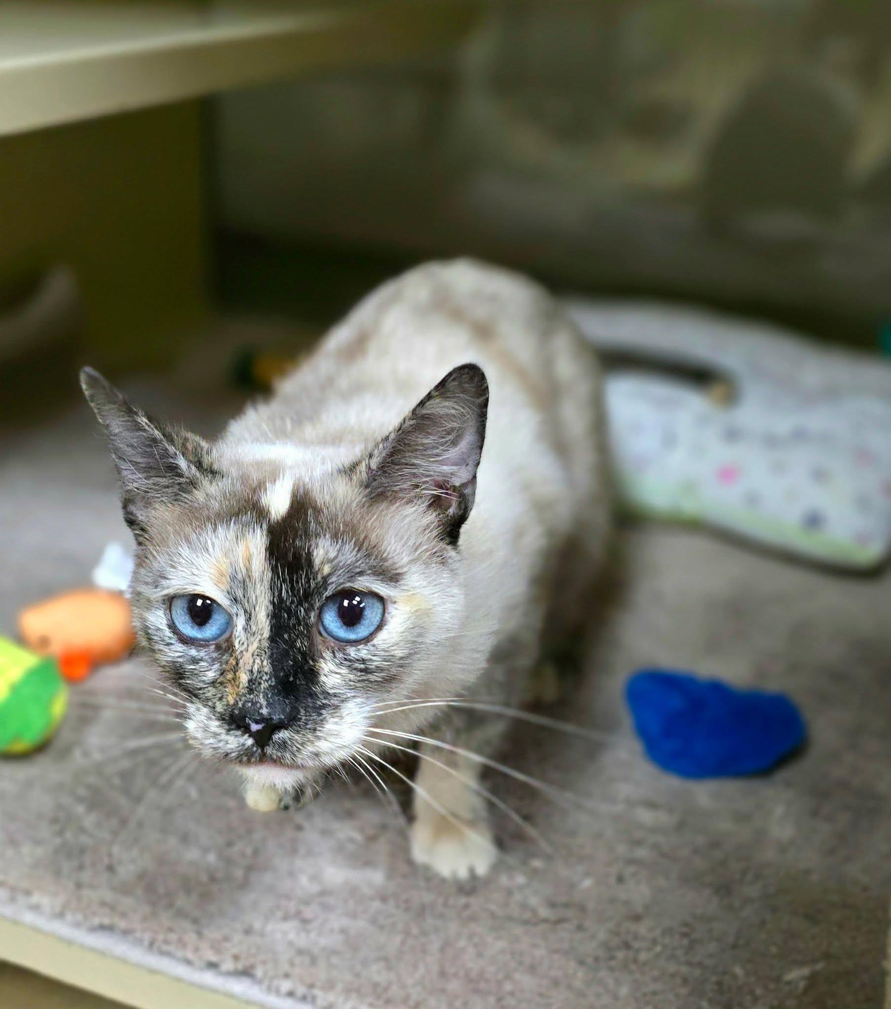 Enlarge Ash, a Adopted mixed breed in New Castle, PA image 4/6