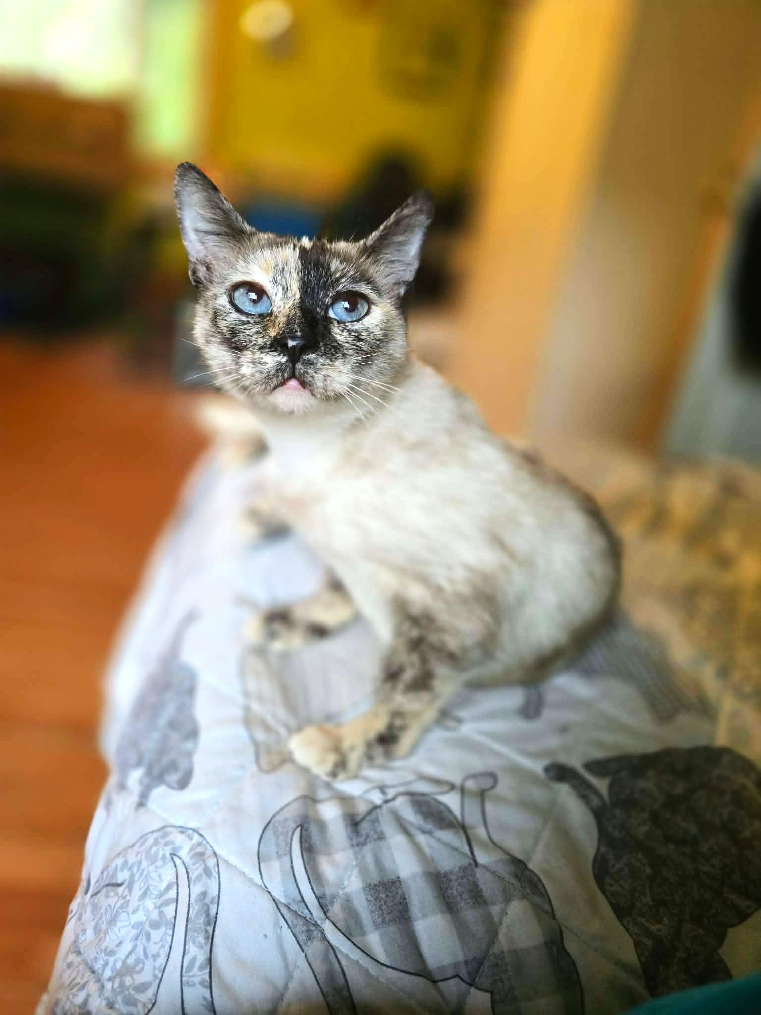 Enlarge Ash, a Adopted mixed breed in New Castle, PA image 6/6