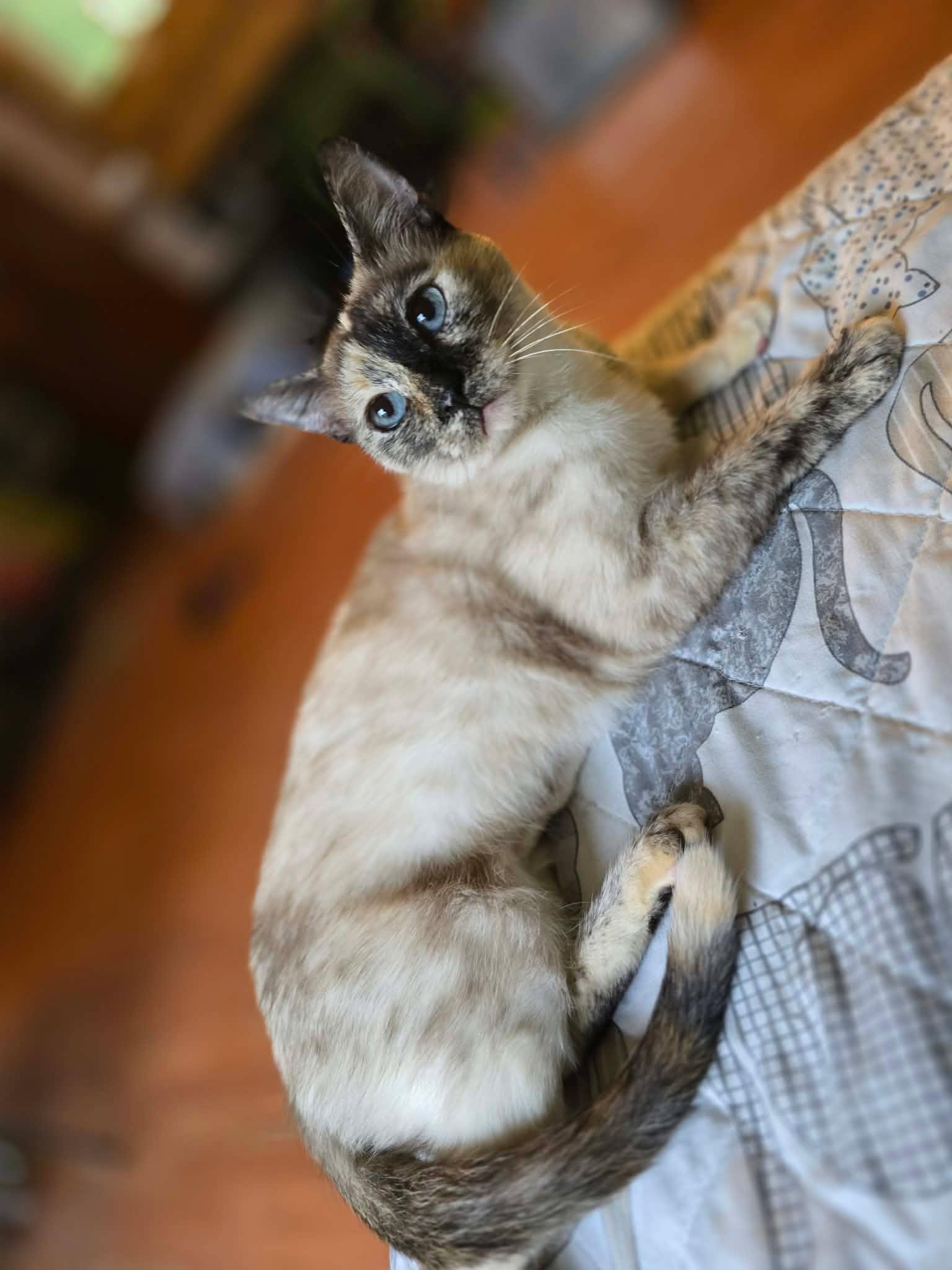 Enlarge Ash, a Adopted mixed breed in New Castle, PA image 2/6