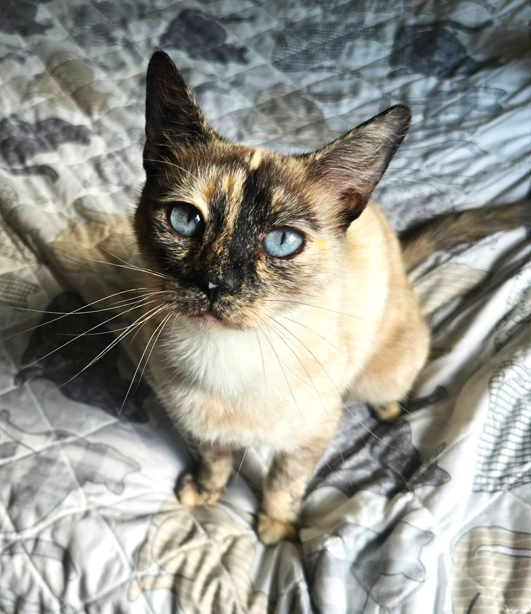 Ash, Adopted, Young Female Siamese.