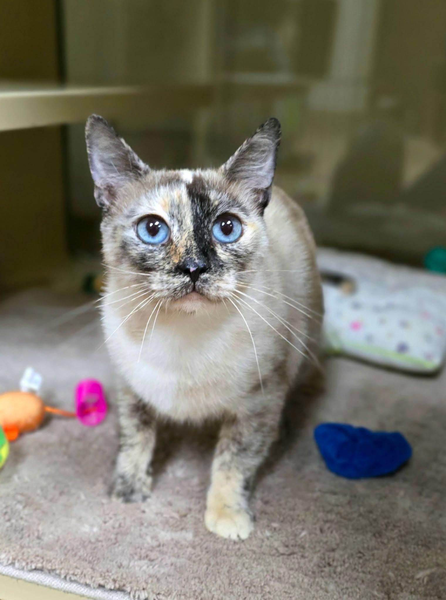 Enlarge Ash, a Adopted mixed breed in New Castle, PA image 3/6