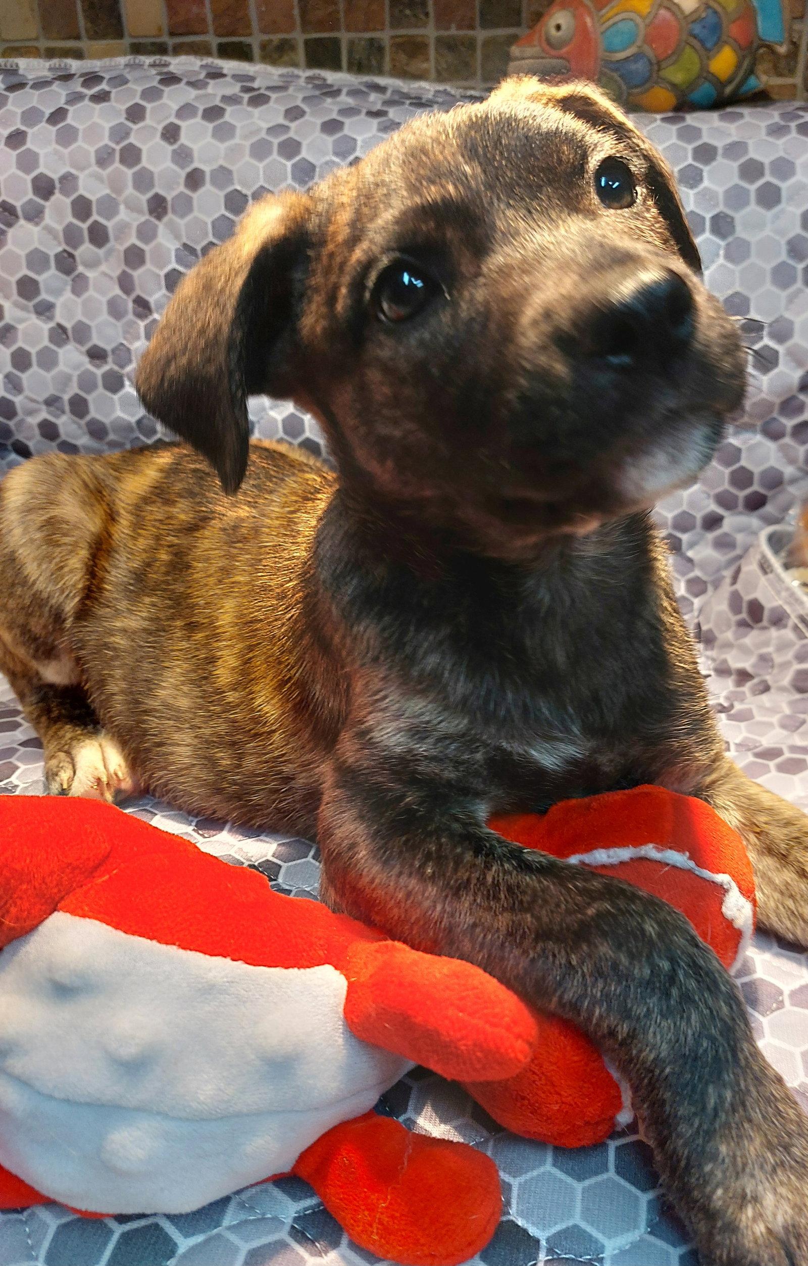Krista, Adoptable, Puppy Female Shiba Inu & Shepherd.