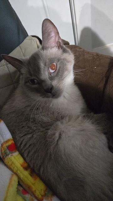 TENZIN & SEBA, a Adoptable Domestic Short Hair in Taunton, MA image 1/2