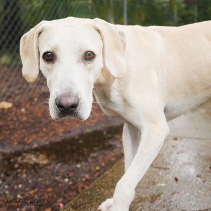 Jake, Adoptable, Adult Male Labrador Retriever & Mixed Breed.
