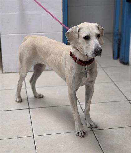 Enlarge Jake, a Adoptable mixed breed in Largo, FL image 2/3