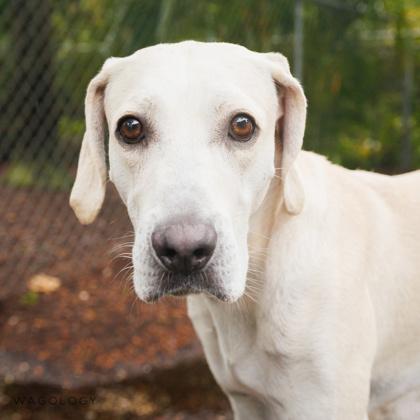 Enlarge Jake, a Adoptable mixed breed in Largo, FL image 3/3