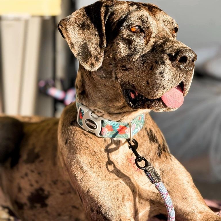 Jayne, adopted, Adult Female Great Dane.