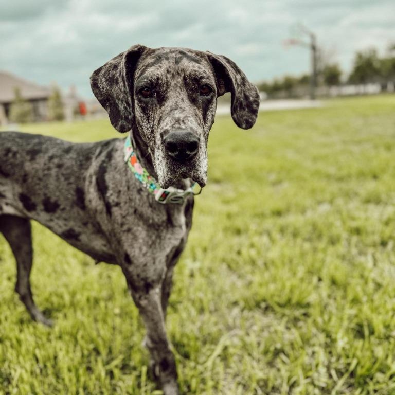 Enlarge Jayne, an adopted Great Dane in Hartselle, AL image 3/6