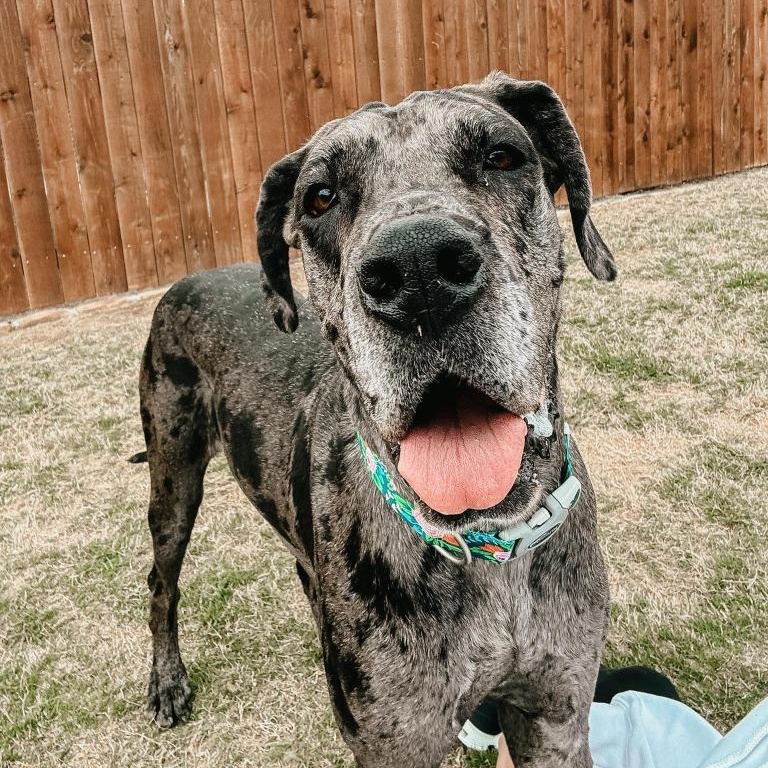Enlarge Jayne, an adopted Great Dane in Hartselle, AL image 5/6