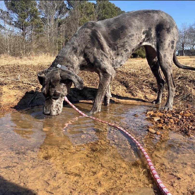 Enlarge Jayne, an adopted Great Dane in Hartselle, AL image 4/6