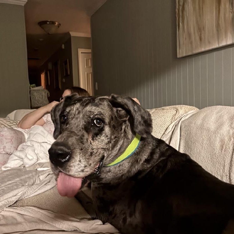 Enlarge Jayne, an adopted Great Dane in Hartselle, AL image 2/6
