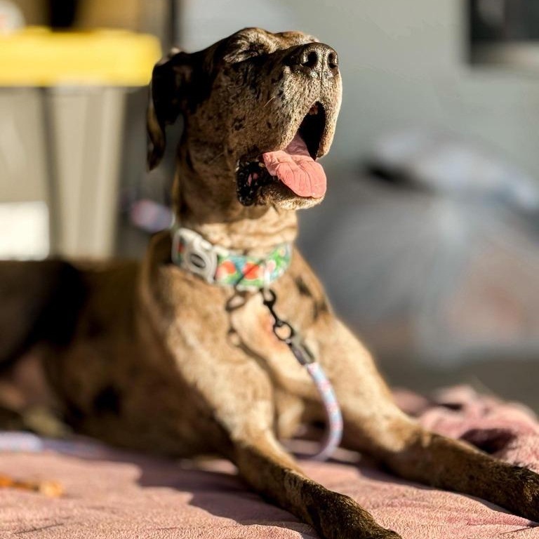 Enlarge Jayne, an adopted Great Dane in Hartselle, AL image 6/6