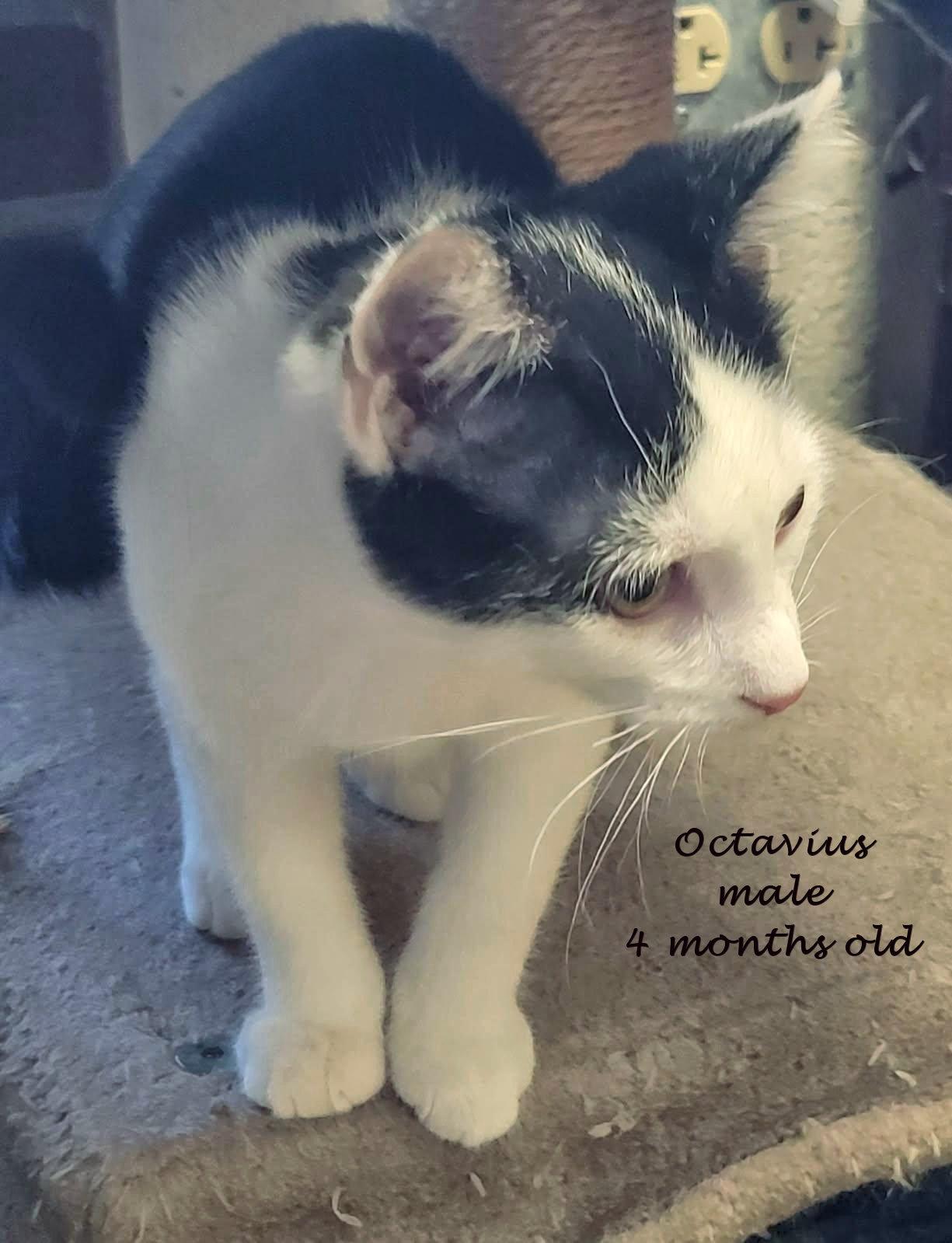 Octavius, ADOPTABLE, Kitten Male Domestic Short Hair.
