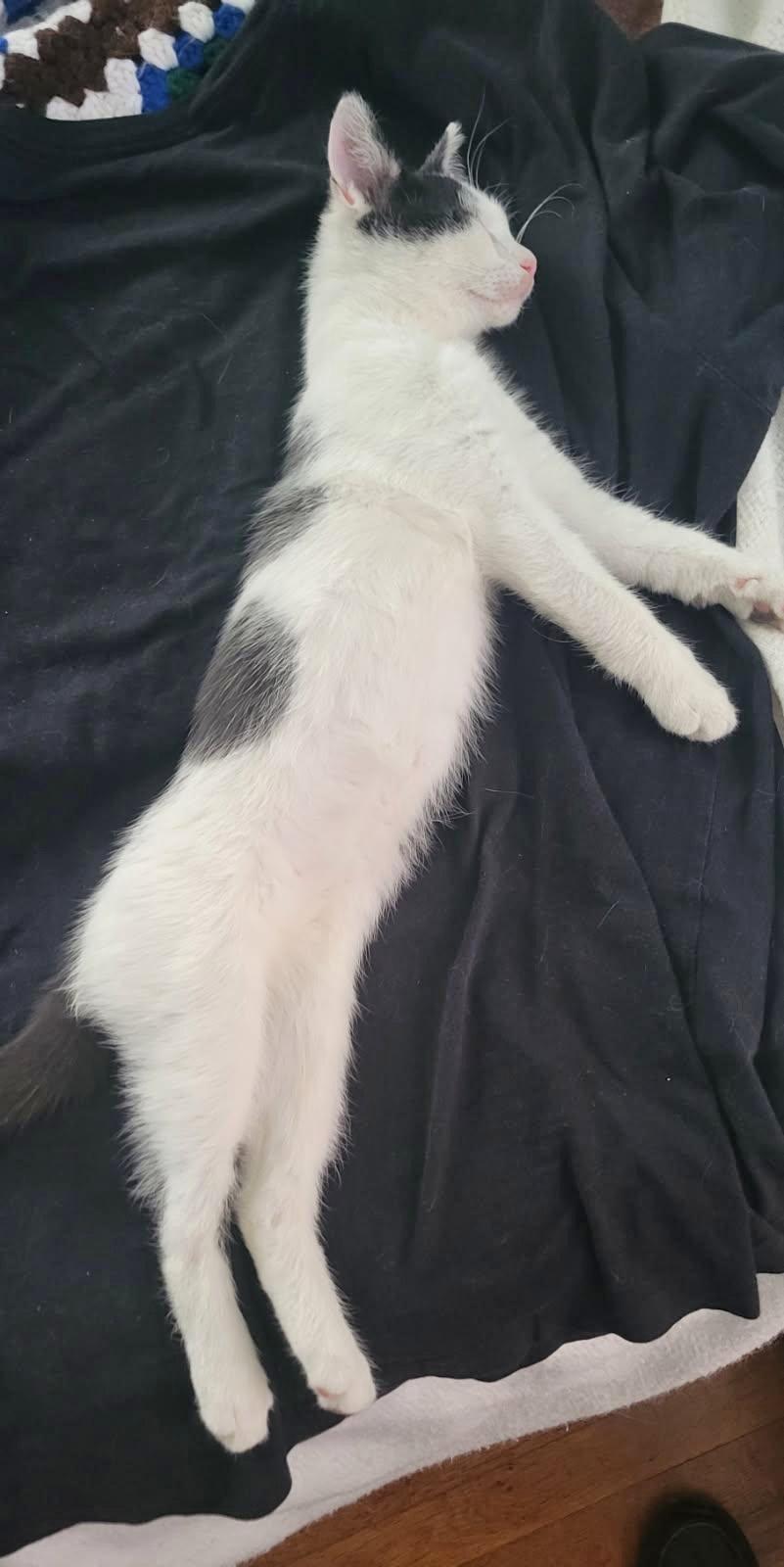 Enlarge Octavius, a ADOPTABLE Domestic Short Hair in Euclid, OH image 2/4