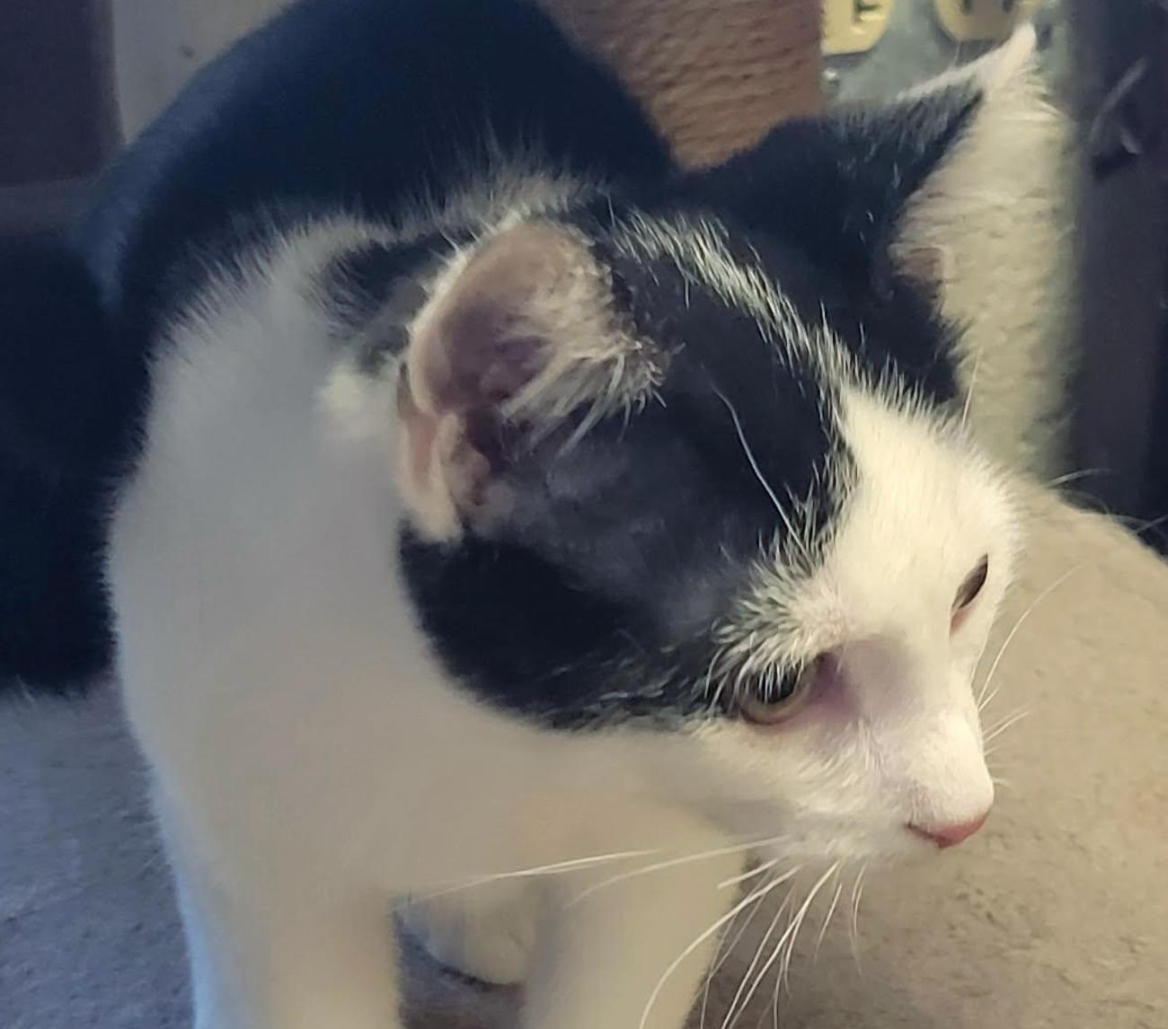 Enlarge Octavius, a ADOPTABLE Domestic Short Hair in Euclid, OH image 3/4