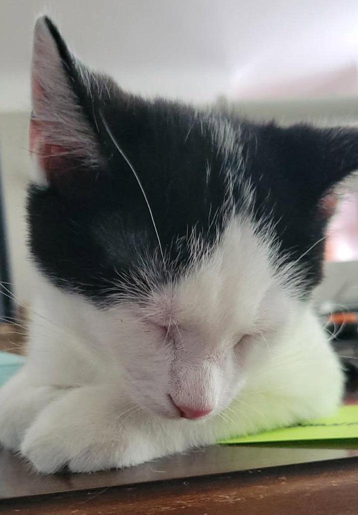 Enlarge Octavius, a ADOPTABLE Domestic Short Hair in Euclid, OH image 4/4