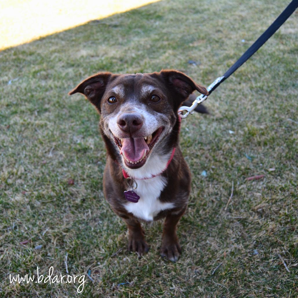 Enlarge Bonnie, a Adoptable mixed breed in Cheyenne, WY image 1/3