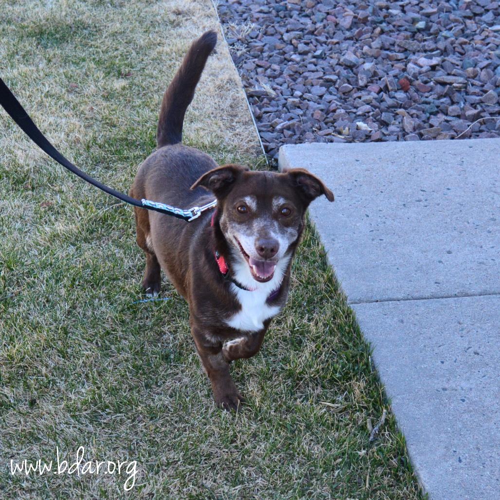 Enlarge Bonnie, a Adoptable mixed breed in Cheyenne, WY image 2/3
