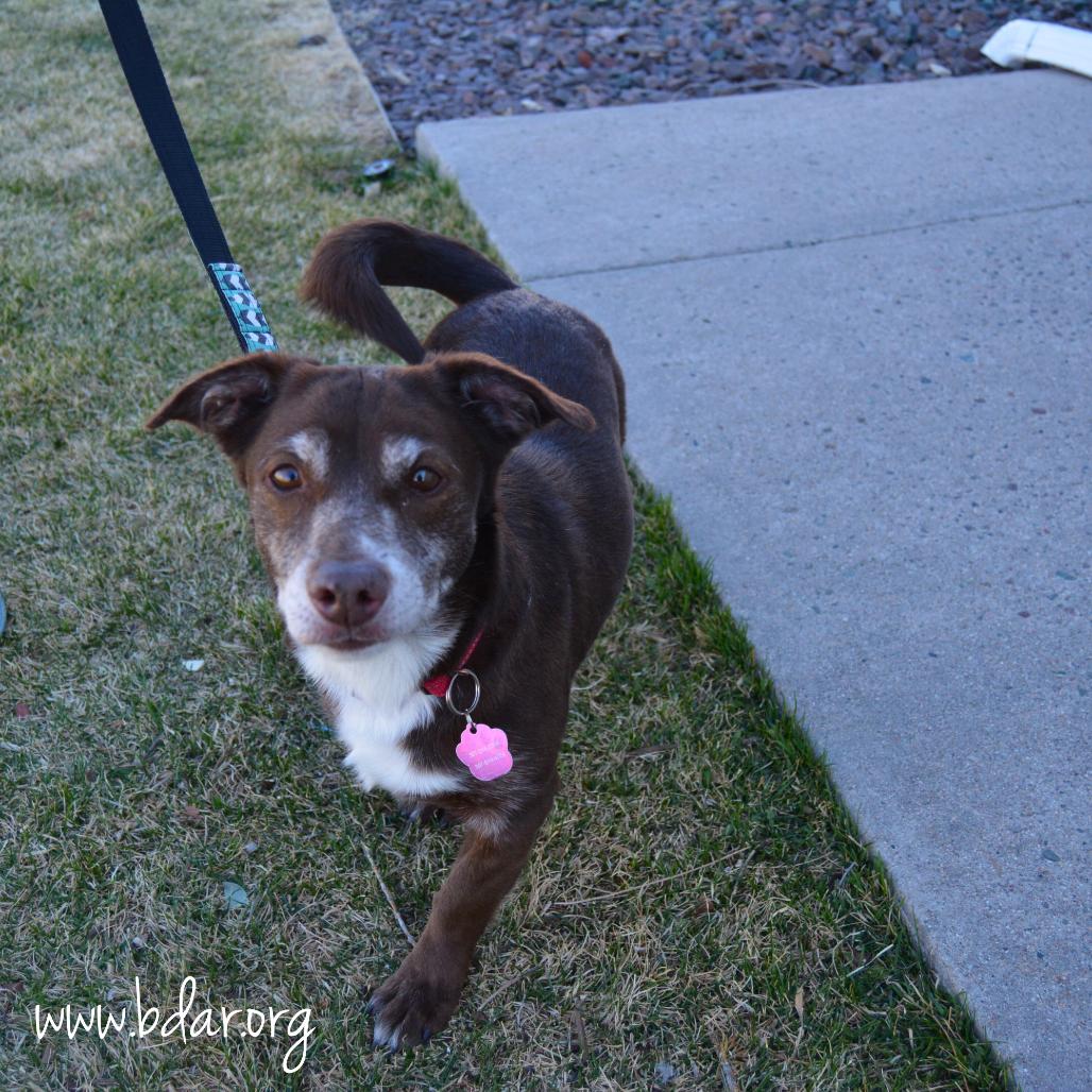 Enlarge Bonnie, a Adoptable mixed breed in Cheyenne, WY image 3/3