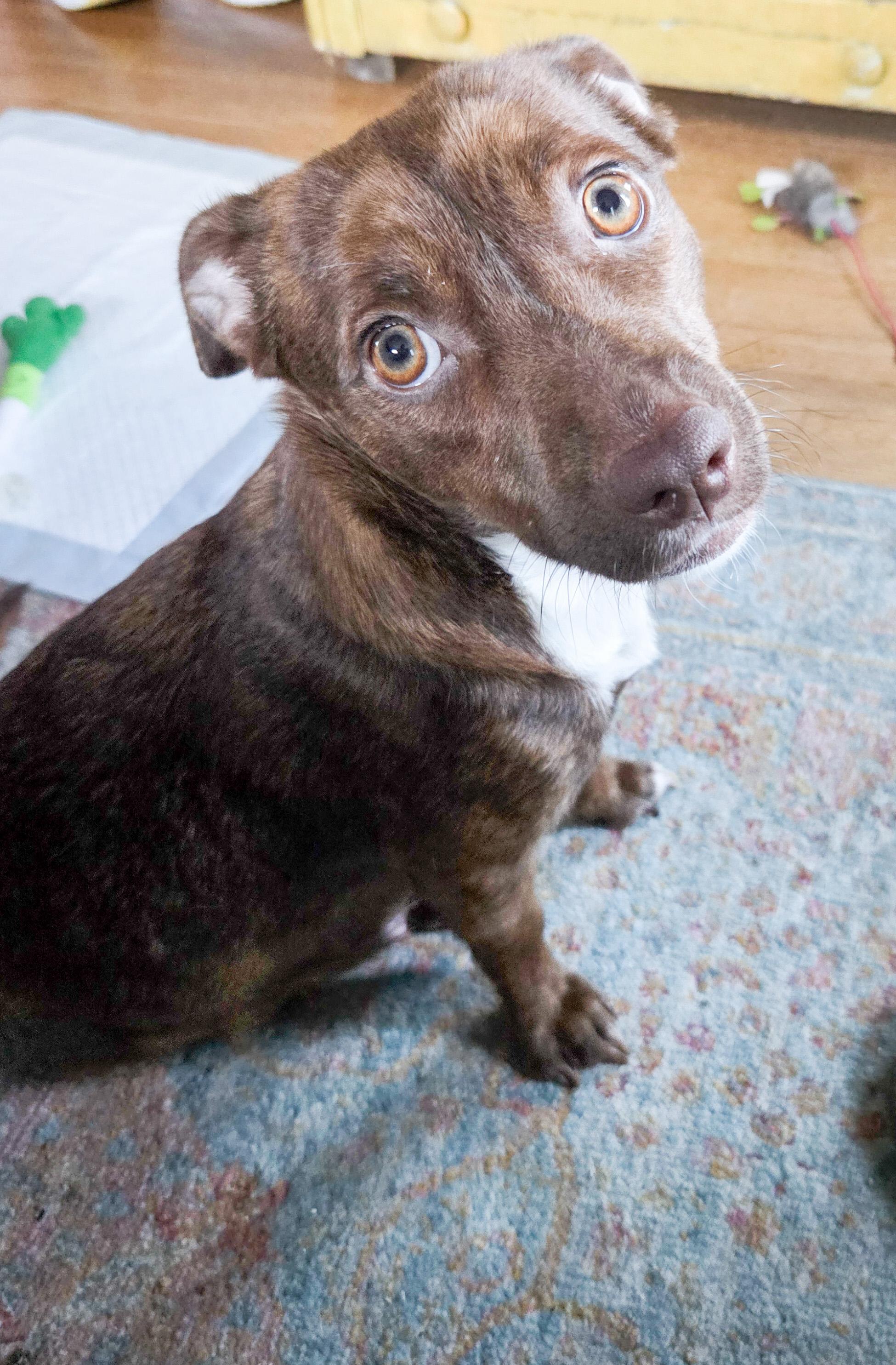 Enlarge Canela, a ADOPTABLE mixed breed in West Hollywood, CA image 2/4