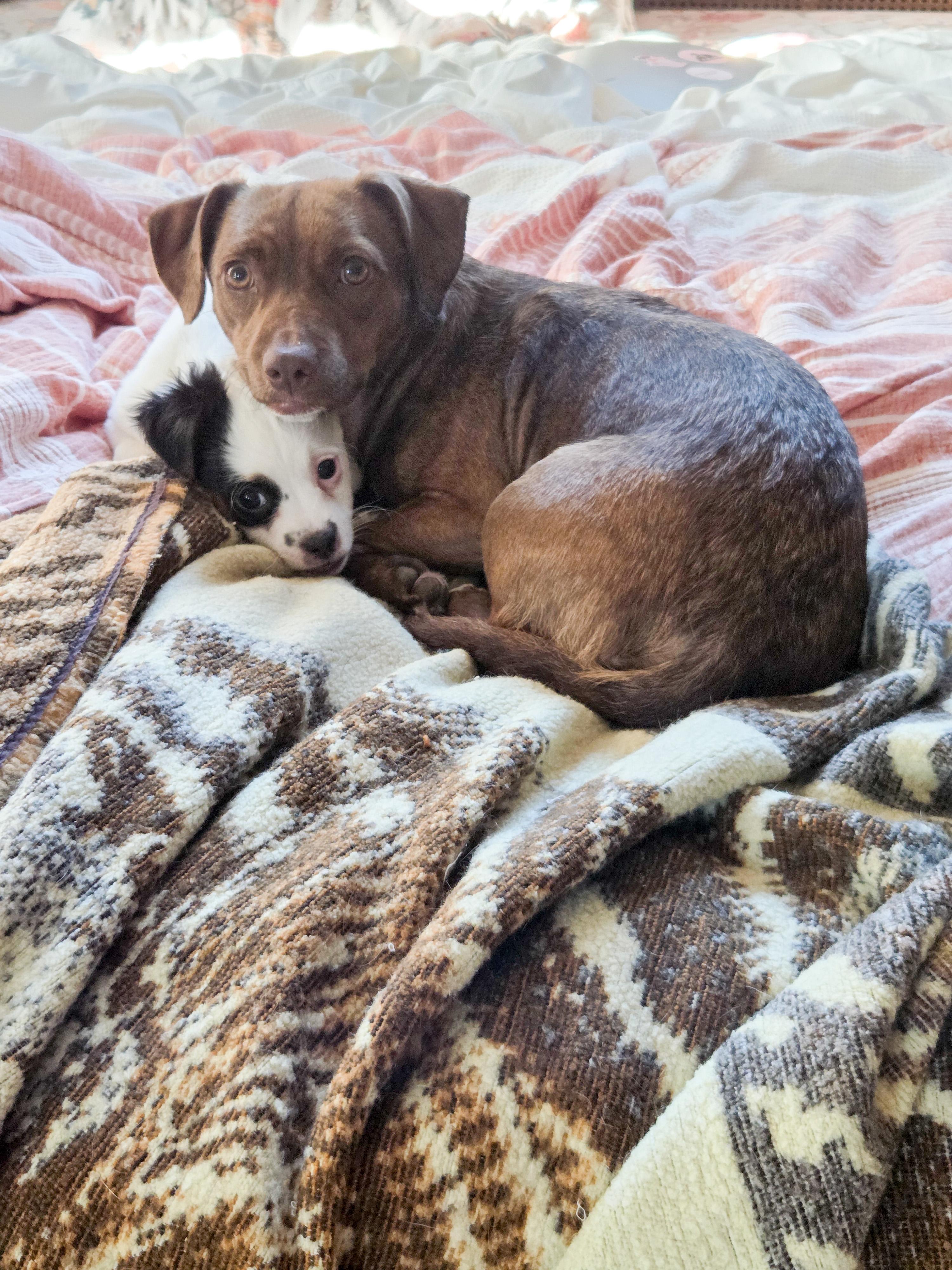 Enlarge Canela, a ADOPTABLE mixed breed in West Hollywood, CA image 3/4