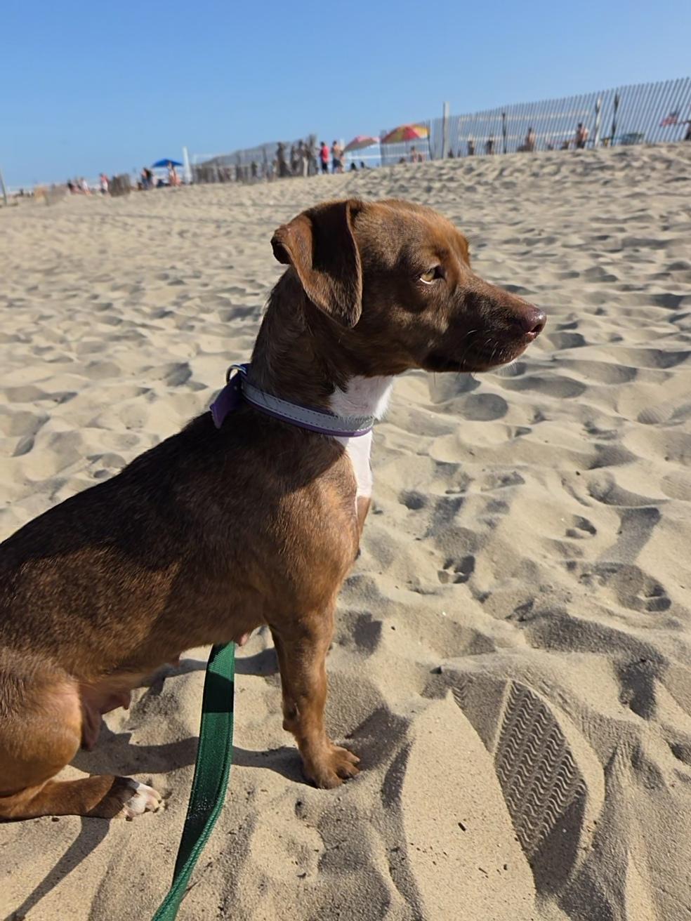 Enlarge Canela, a ADOPTABLE mixed breed in West Hollywood, CA image 4/4