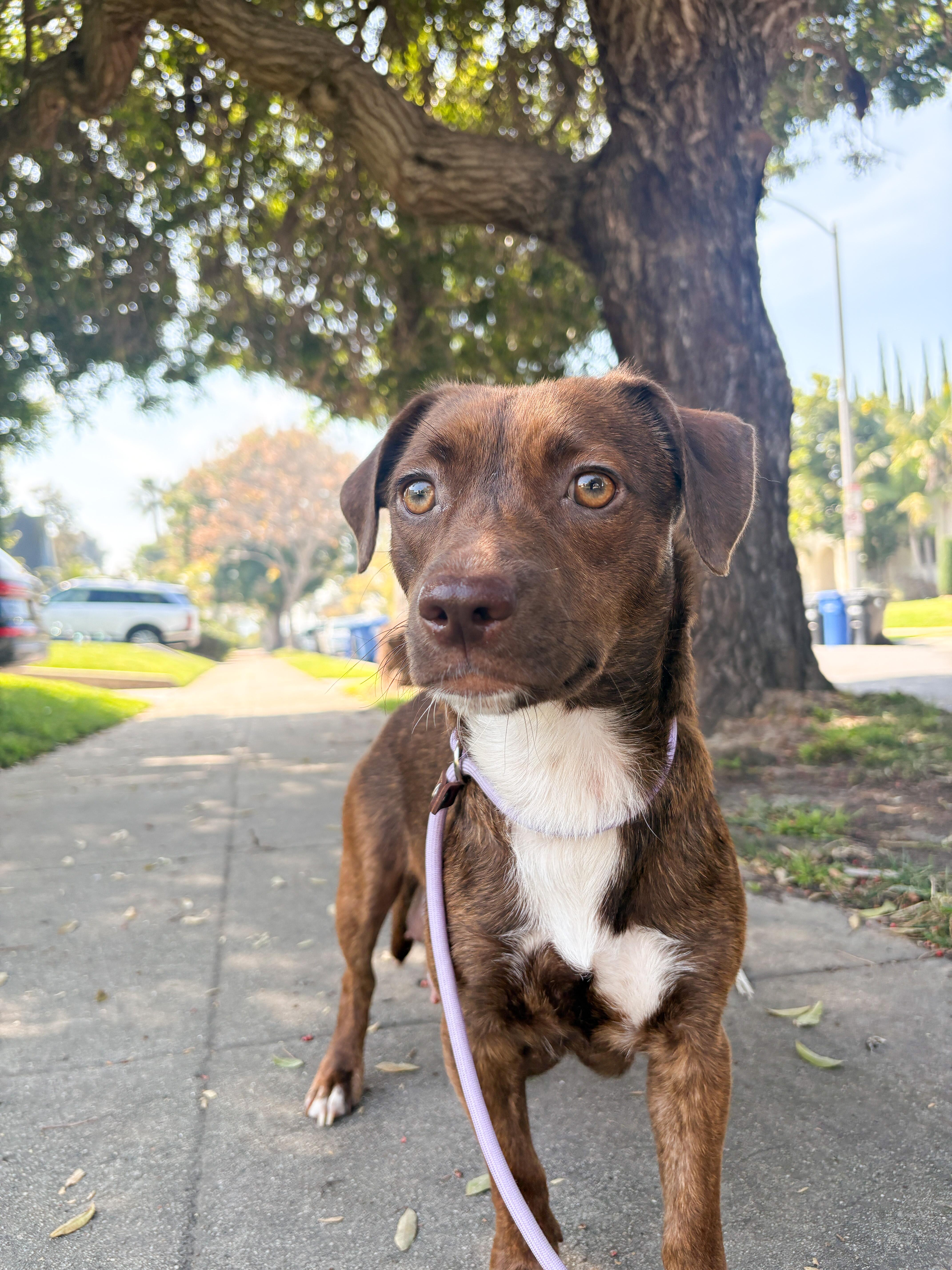 Canela, ADOPTABLE, Young Female Pit Bull Terrier.