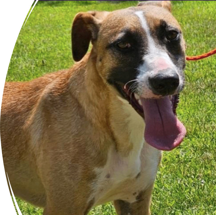 Garnet, a Adoptable American Staffordshire Terrier in Smyrna, GA image 2/2