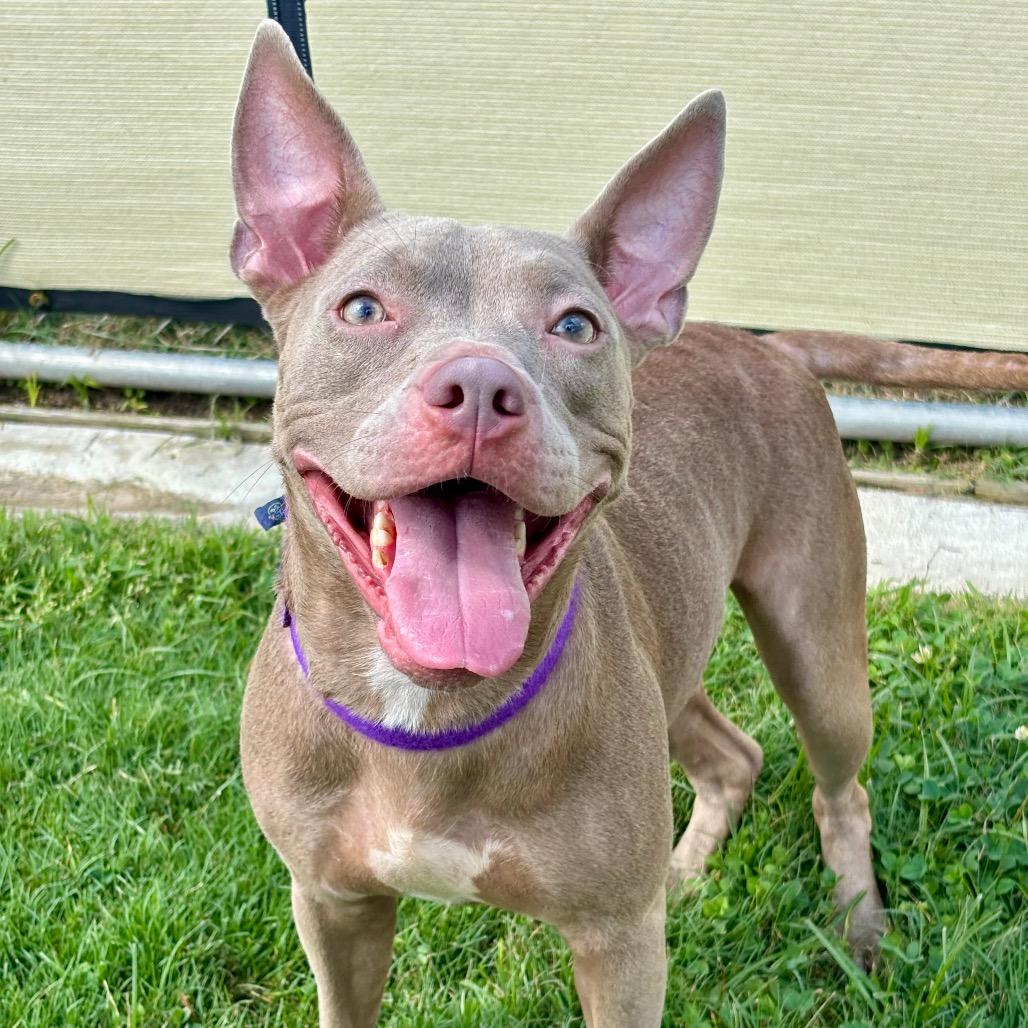 Marbles, a Adoptable mixed breed in League City, TX image 1/6