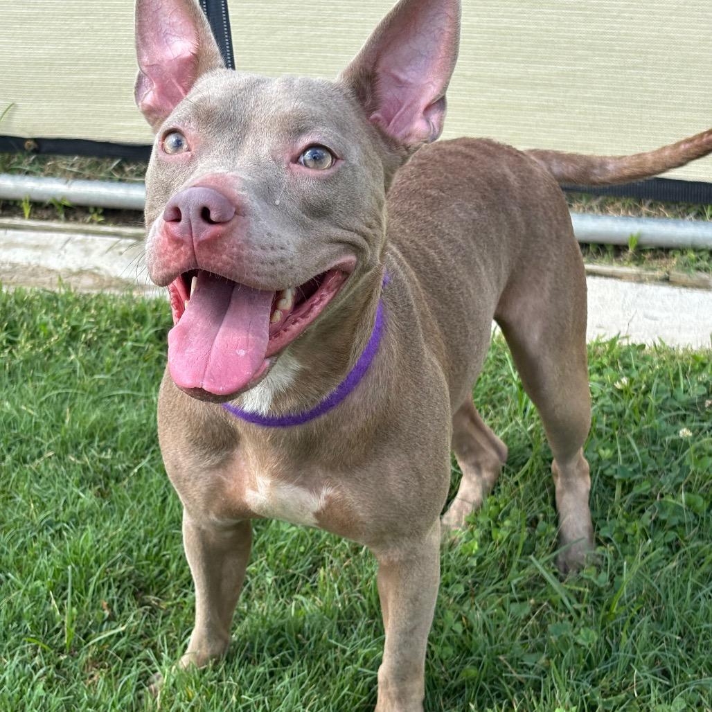 Marbles, a Adoptable mixed breed in League City, TX image 2/6