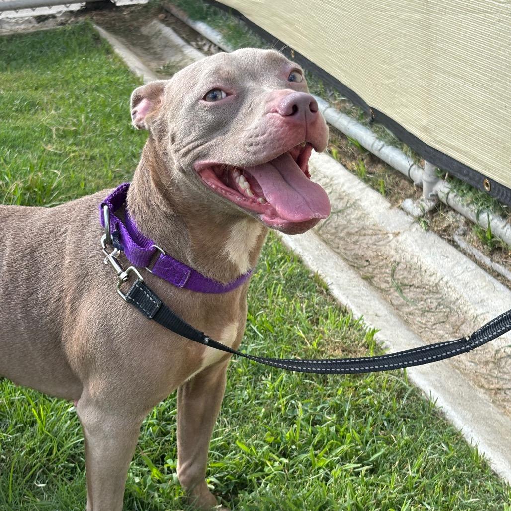 Marbles, a Adoptable mixed breed in League City, TX image 3/6