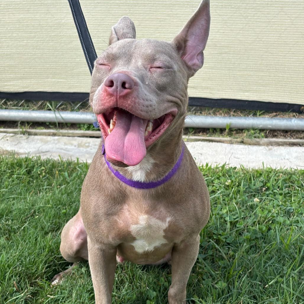 Marbles, a Adoptable mixed breed in League City, TX image 4/6