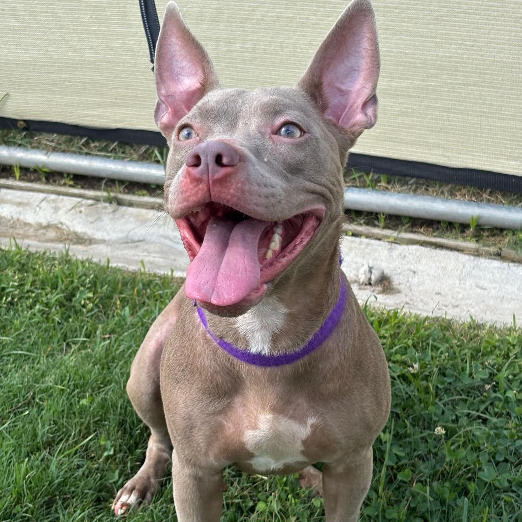 Marbles, a Adoptable mixed breed in League City, TX image 6/6