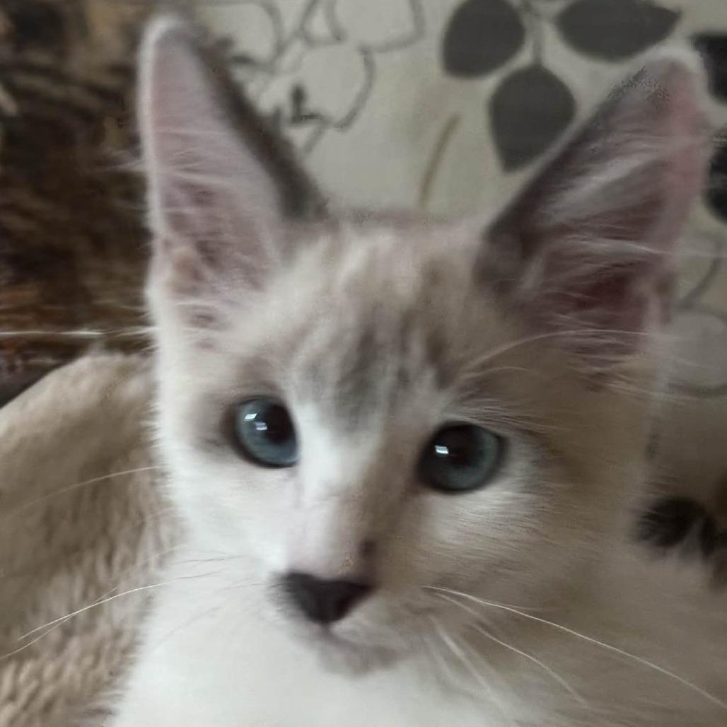 Fluffy, Adoptable, Kitten Male Siamese & Siamese.