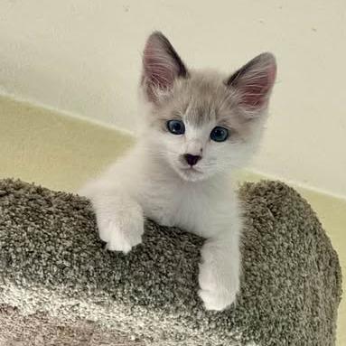 Fluffy, Adoptable, Kitten Male Siamese & Siamese.