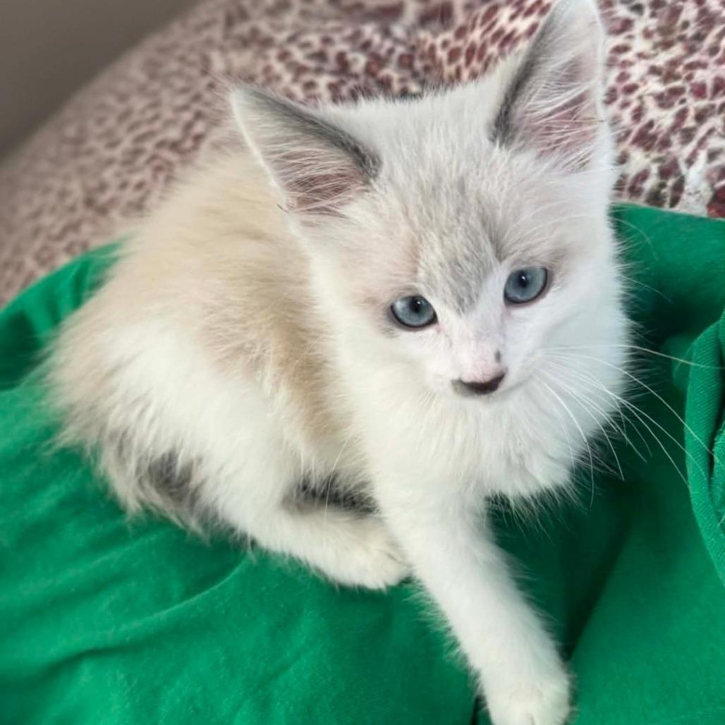 Enlarge Fluffy, a Adoptable mixed breed in Agoura Hills, CA image 3/6