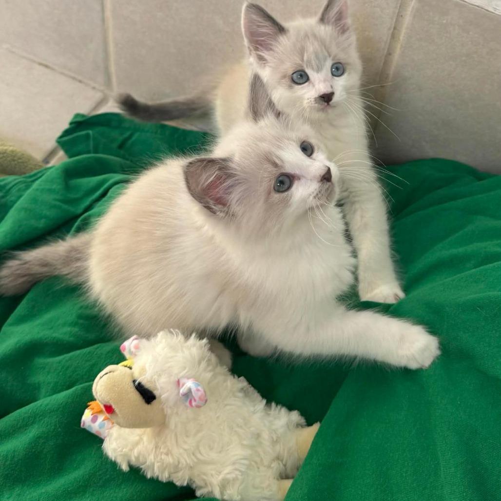 Enlarge Fluffy, a Adoptable mixed breed in Agoura Hills, CA image 4/6