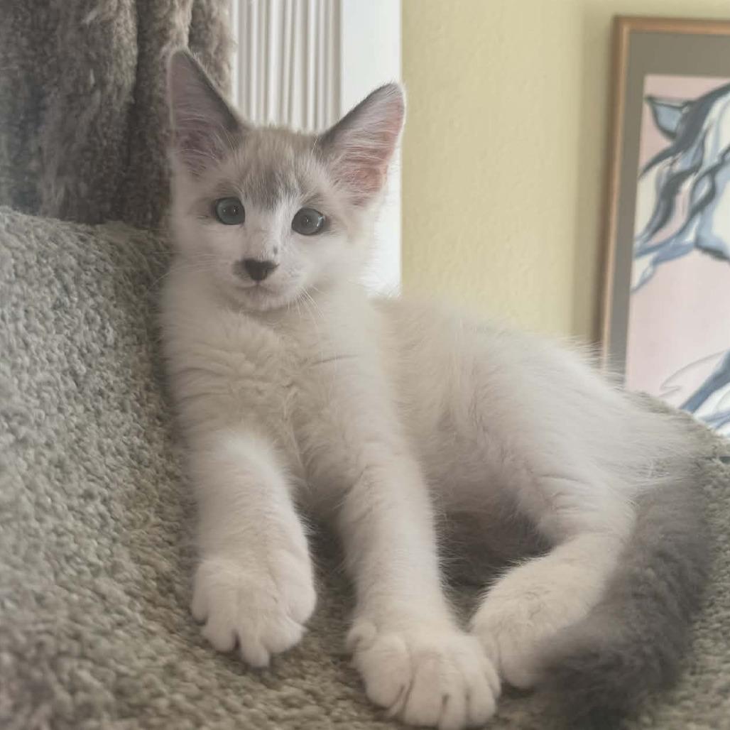 Enlarge Fluffy, a Adoptable mixed breed in Agoura Hills, CA image 5/6