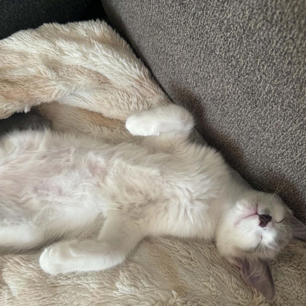 Enlarge Fluffy, a Adoptable mixed breed in Agoura Hills, CA image 6/6