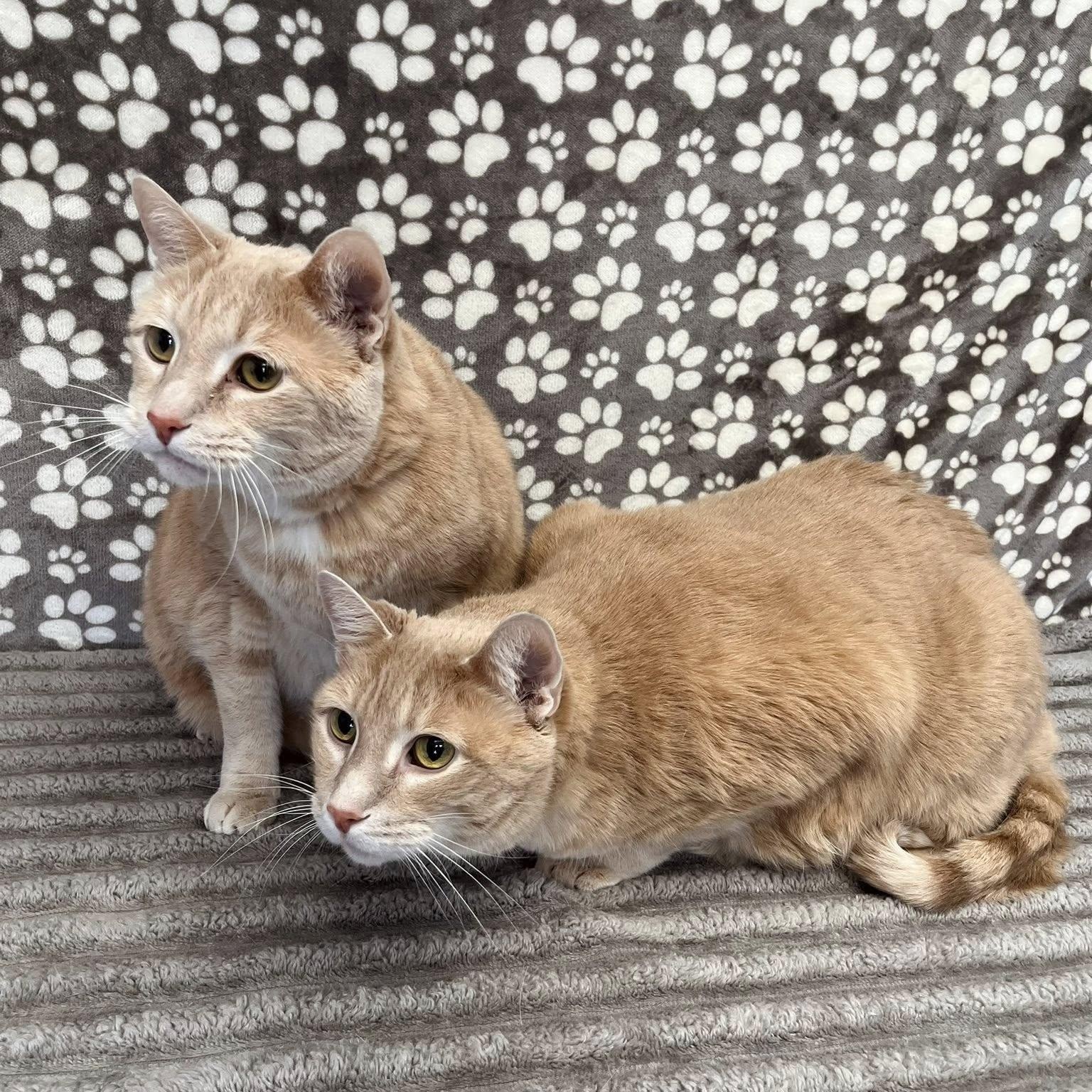 Enlarge Shaman & McCavity, an adopted Domestic Short Hair in Benld, IL image 1/3