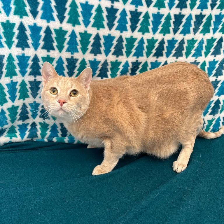 Enlarge Shaman & McCavity, an adopted Domestic Short Hair in Benld, IL image 2/3