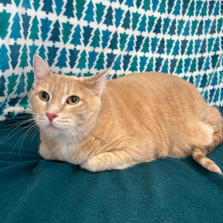 Enlarge Shaman & McCavity, an adopted Domestic Short Hair in Benld, IL image 3/3