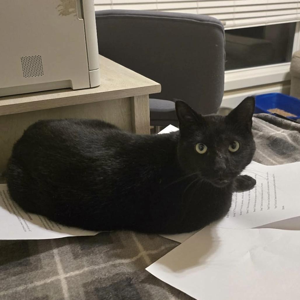 Otto, Adoptable, Adult Male Domestic Short Hair.