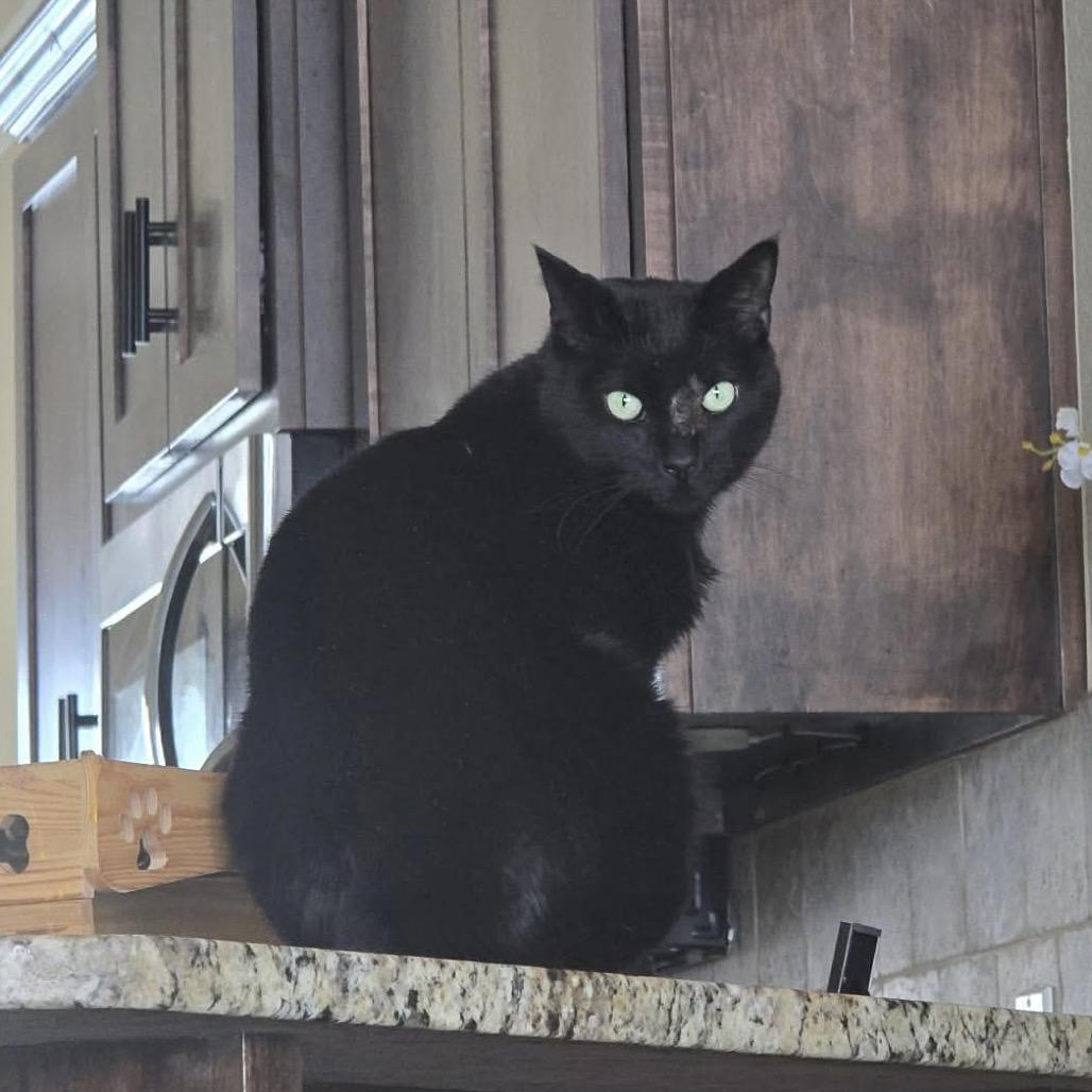 Enlarge Otto, a Adoptable Domestic Short Hair in Sand Springs, OK image 2/6