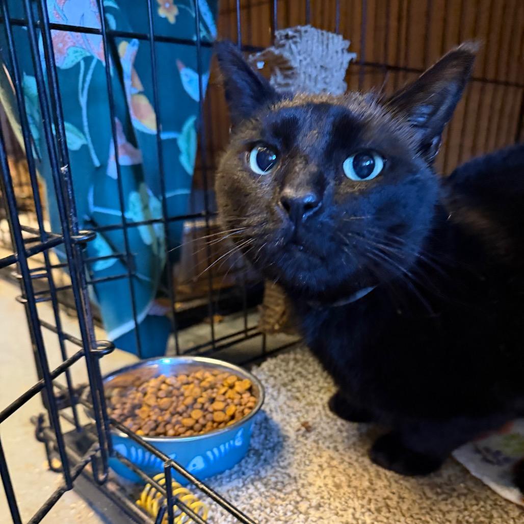 Enlarge Otto, a Adoptable Domestic Short Hair in Sand Springs, OK image 3/6