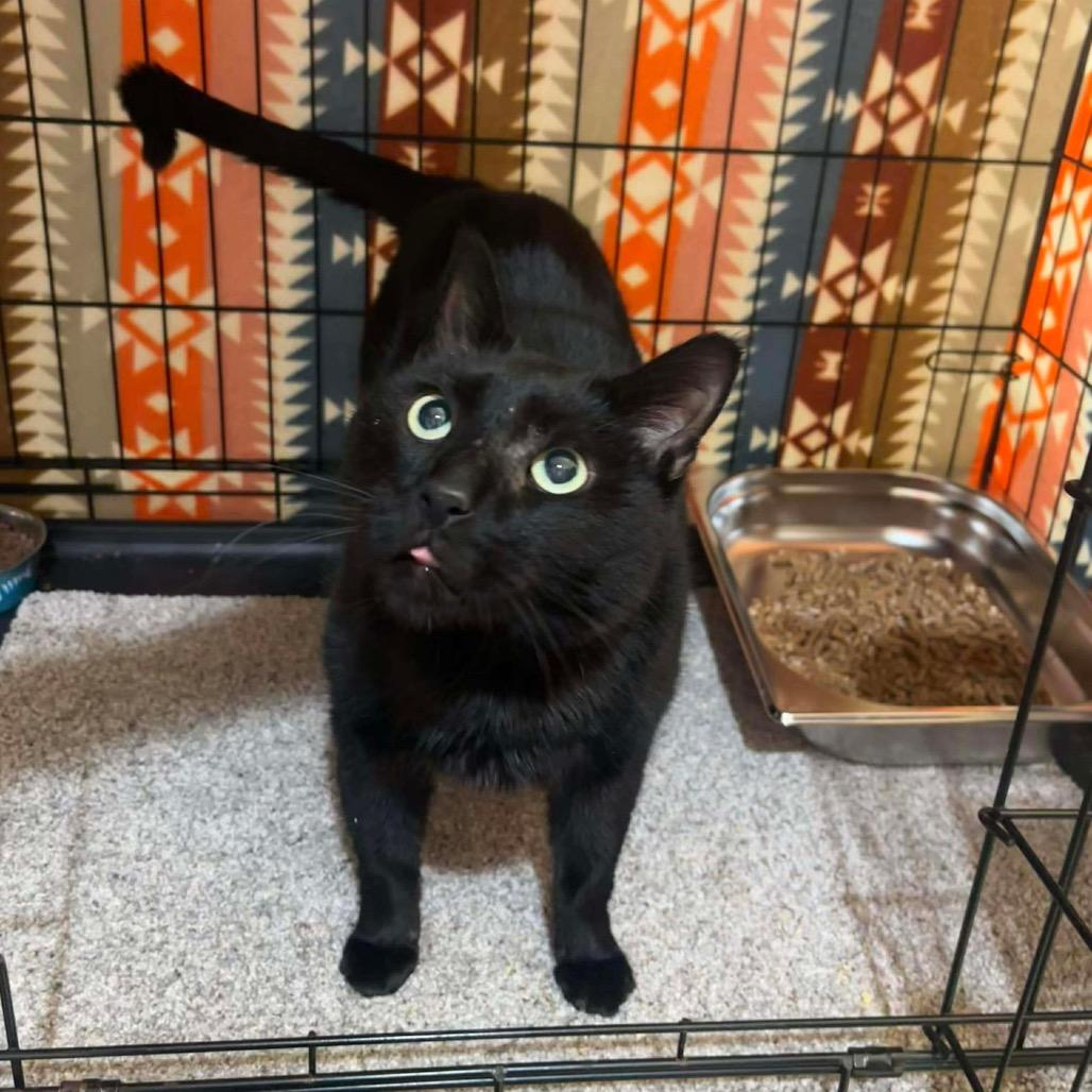 Enlarge Otto, a Adoptable Domestic Short Hair in Sand Springs, OK image 4/6