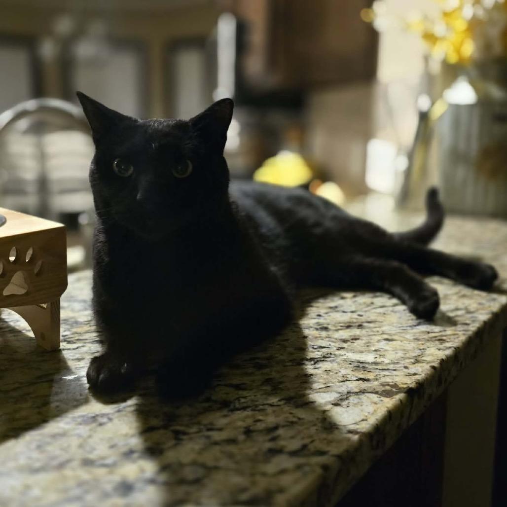 Enlarge Otto, a Adoptable Domestic Short Hair in Sand Springs, OK image 5/6